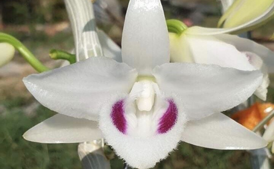 Đừng để Lan đột biến trở thành công cụ cho những kẻ "thổi giá" trục lợi