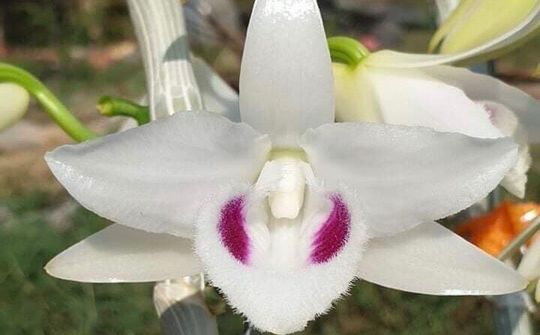 Đừng để Lan đột biến trở thành công cụ cho những kẻ "thổi giá" trục lợi
