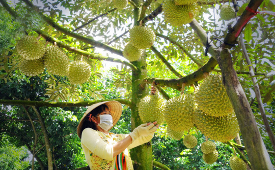 Bến Tre: Nâng cao hiệu quả Đề án tái cấu trúc nông nghiệp 2020 - 2025