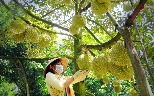Bến Tre: Nâng cao hiệu quả Đề án tái cấu trúc nông nghiệp 2020 - 2025