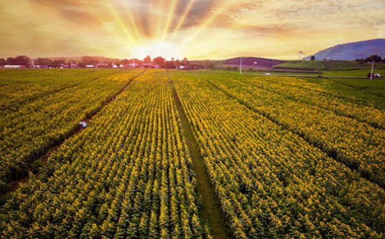 Thủ tướng Nguyễn Xuân Phúc: Nông nghiệp luôn là 'mỏ vàng'