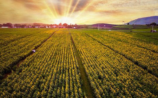 Thủ tướng Nguyễn Xuân Phúc: Nông nghiệp luôn là 'mỏ vàng'