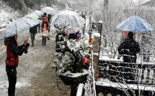 Lào Cai: Thiệt hại nặng do rét đậm, rét hại