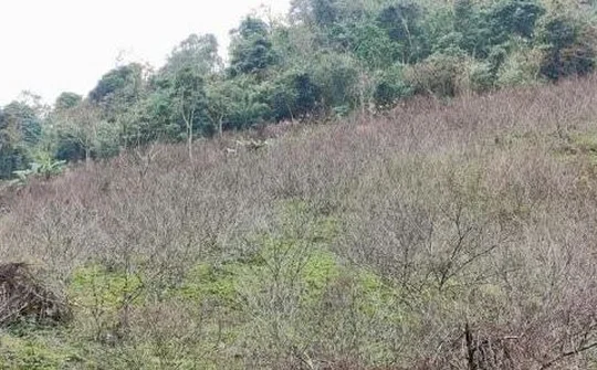 Sơn La : Dán tem truy xuất nguồn gốc cây đào vườn của người dân địa phương