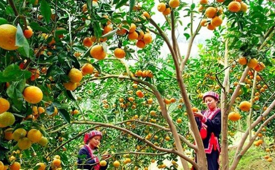 Đẩy mạnh xúc tiến thương mại, quảng bá thương hiệu cam sành Hàm Yên