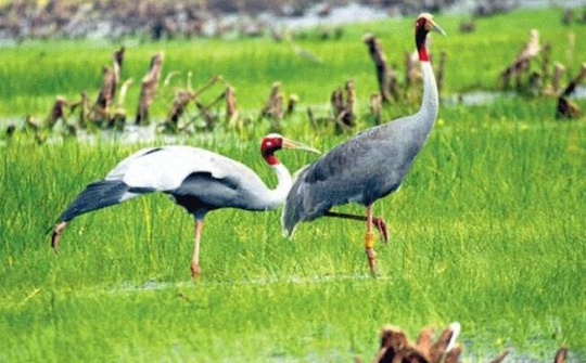 Khung trời bình yên của đàn "thiên Điểu"