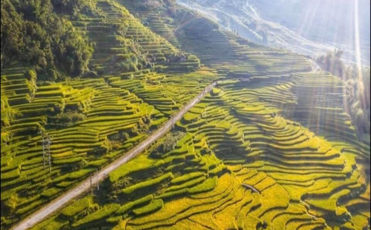 Lào Cai: Bức tranh Thề Pả mùa lúa chín