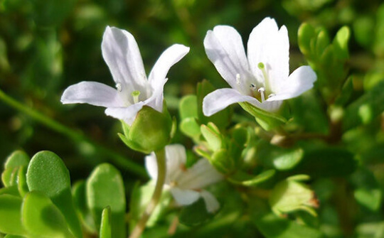 Rau đắng biển – Vị thuốc giúp tăng cường tuần hoàn máu não