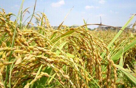 Mô hình lúa nếp hạt cau hữu cơ tại huyện Kim Sơn (Ninh Bình)