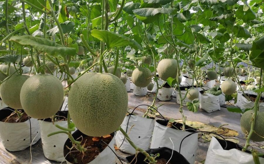 Đẩy mạnh hoạt động tiêu thụ nông sản Việt trực tuyến - Phục hồi kinh tế sau mùa dịch