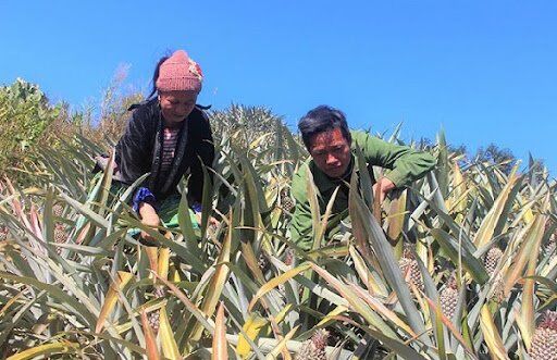 Điện Biên: Thu hút vốn đầu tư vào lĩnh vực nông nghiệp