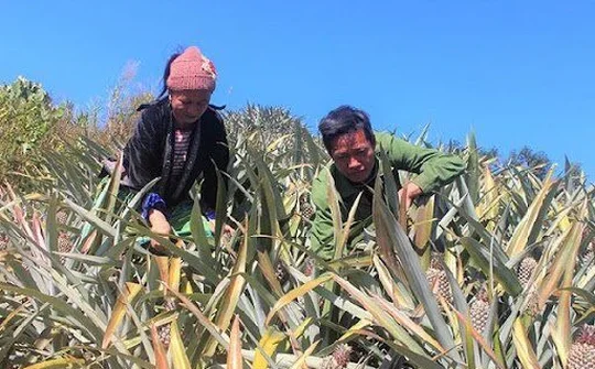 Điện Biên: Thu hút vốn đầu tư vào lĩnh vực nông nghiệp