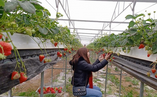 Lào Cai: Nâng cao hiệu quả kinh tế tập thể và hợp tác xã