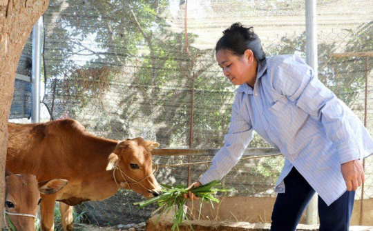Huyện Điện Biên: Vận dụng vốn tín dụng chính sách giúp dân thoát nghèo