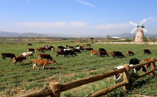 Liên doanh của Vinamilk ra mắt sản phẩm tại Philippines, đặt mục tiêu chiếm 10% thị phần sữa