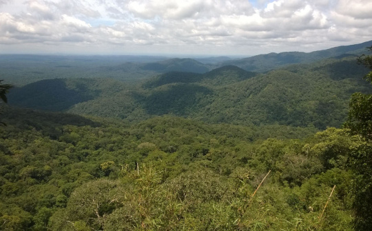 Đà Nẵng:  Cân nhắc kỹ việc giao thẩm quyền chuyển đổi mục đích sử dụng đất rừng phòng hộ, đất rừng đặc dụng