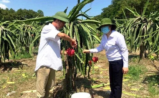 Quảng Ninh: Phát triển nông nghiệp theo hướng hiện đại, bền vững