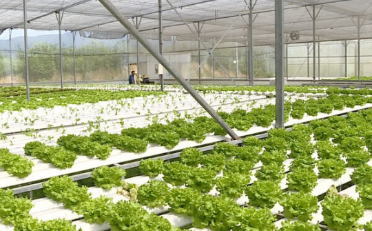 Thái Bình đẩy mạnh phát triển nông nghiệp công nghệ cao