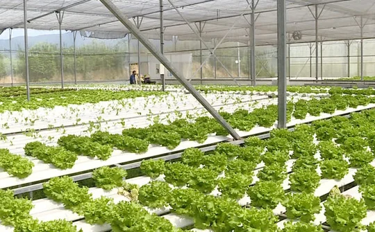 Thái Bình đẩy mạnh phát triển nông nghiệp công nghệ cao