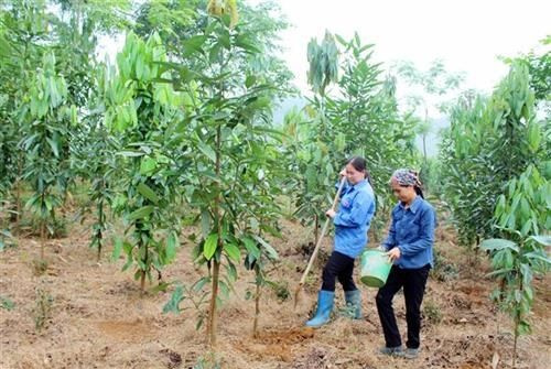 Lào Cai: Đẩy mạnh công tác trồng rừng