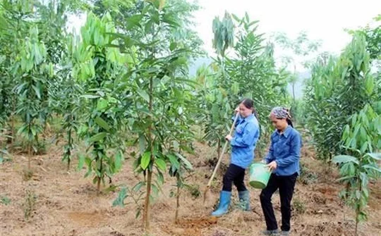 Lào Cai: Đẩy mạnh công tác trồng rừng