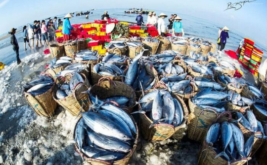 Khắc phục “thẻ vàng” IUU: EC dự kiến kiểm tra trực tiếp vào quý 1/2022