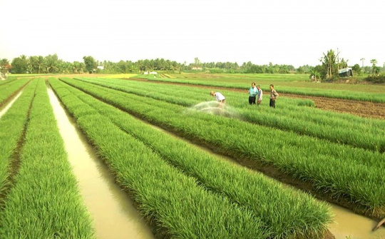 Đề xuất cho phép UBND cấp tỉnh phê duyệt chuyển đổi đất trồng lúa và đất rừng làm dự án