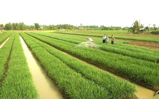 Đề xuất cho phép UBND cấp tỉnh phê duyệt chuyển đổi đất trồng lúa và đất rừng làm dự án