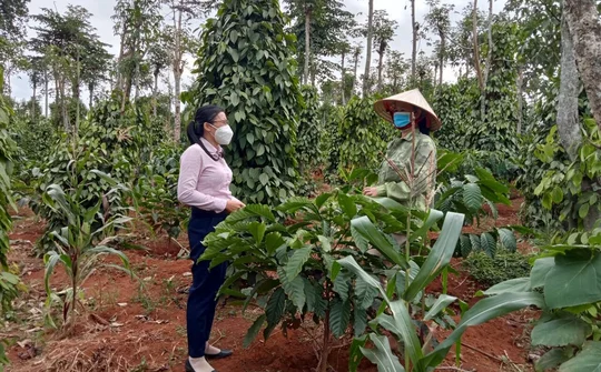 Đắk Nông: Tăng cường nâng cao chất lượng tín dụng chính sách ở huyện Đắk Song