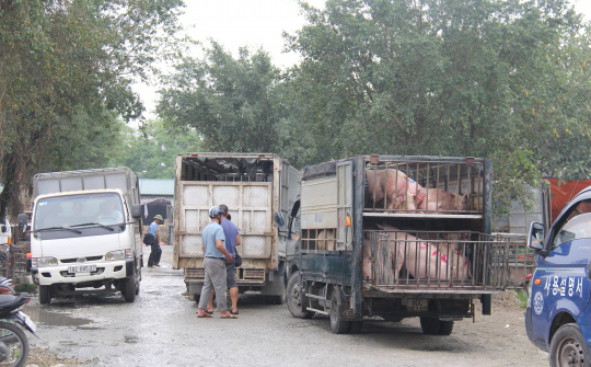 Ghi từ “thủ phủ” nuôi lợn lớn ở miền Bắc (Bài 1): Thức ăn chăn nuôi tăng cao- giá lợn thấp, người chăn nuôi thua lỗ