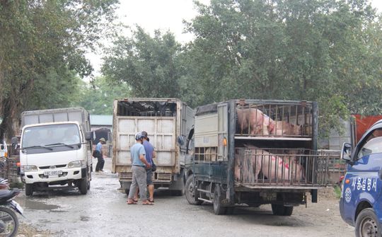 Ghi từ “thủ phủ” nuôi lợn lớn ở miền Bắc (Bài 1): Thức ăn chăn nuôi tăng cao- giá lợn thấp, người chăn nuôi thua lỗ