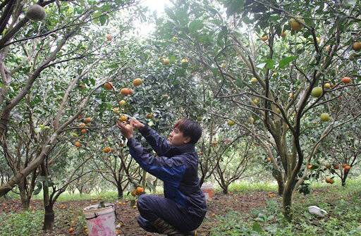 Cao Phong triển khai thực hiện phong trào thi đua yêu nước
