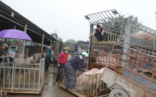 Ghi từ “thủ phủ” nuôi lợn lớn ở miền Bắc (Bài cuối): Vẫn “bó tay” với ô nhiễm môi trường