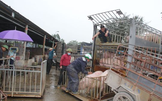 Ghi từ “thủ phủ” nuôi lợn lớn ở miền Bắc (Bài cuối): Vẫn “bó tay” với ô nhiễm môi trường