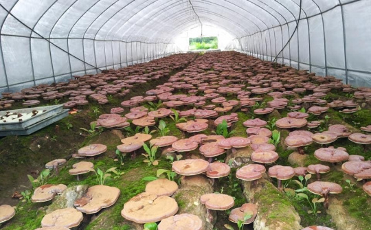 Developing a Lingzhi mushroom value chain model in Vietnam