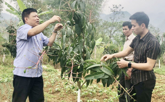 Hoà Bình: Cựu chiến binh thi đua làm kinh tế giỏi