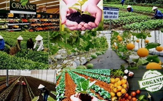 Hợp tác xã nông nghiệp thúc đẩy chuyển đổi số, thích ứng thời đại 4.0