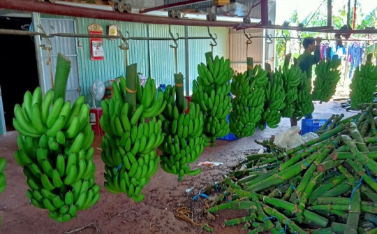 Gia Lai: Xuất khẩu hàng trăm tấn chuối tiêu xanh sang thị trường Trung Quốc