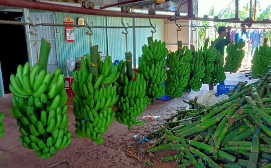 Gia Lai: Xuất khẩu hàng trăm tấn chuối tiêu xanh sang thị trường Trung Quốc