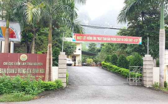 Ban Quản lý Rừng ATK Định Hóa: Gieo hương quế trên vùng đất quê hương