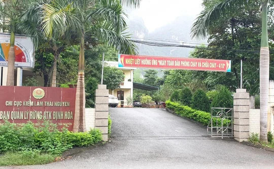 Ban Quản lý Rừng ATK Định Hóa: Gieo hương quế trên vùng đất quê hương