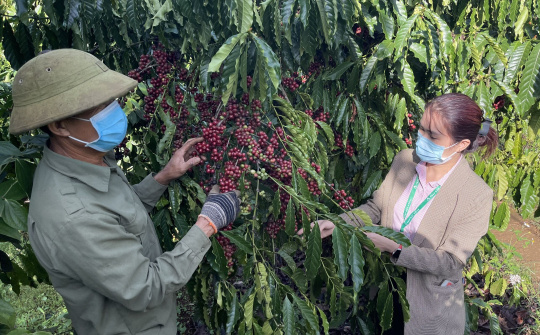 Đắk Nông: Vốn tín dụng chính sách tạo sinh kế cho người hồi hương