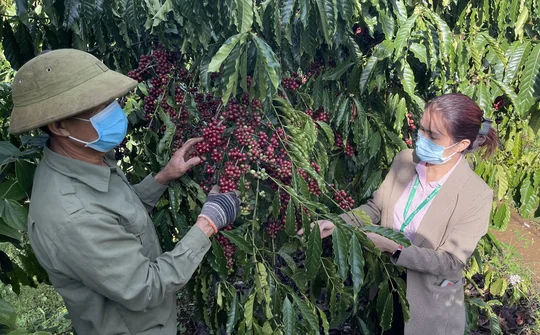 Đắk Nông: Vốn tín dụng chính sách tạo sinh kế cho người hồi hương