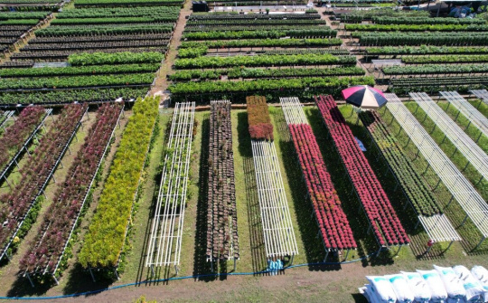  Làng hoa Sa Đéc phục hồi sau những tháng giãn cách