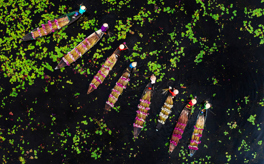 Miền Tây: Ấn tượng thu hoạch bông súng mùa nước nổi