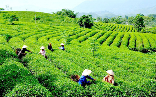 Kinh tế xanh sẽ là tiền đề để phát triển bền vững