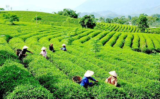 Kinh tế xanh sẽ là tiền đề để phát triển bền vững