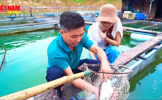 Hiệu quả từ mô hình nuôi cá lồng bè tại Quảng Nam