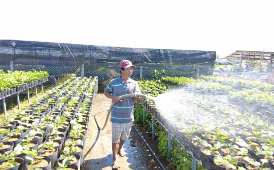 Sa Đéc - Thủ phủ hoa xuân “oằn mình” sau giãn cách