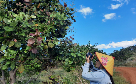 Mùa hoa đào lộn hột ở Tây Nguyên